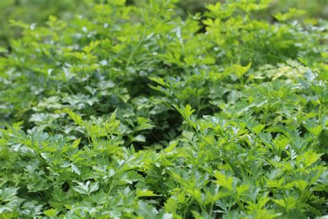 how to get rid of marsh parsley